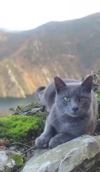 paisaje y gato